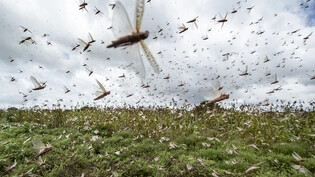 Billionen von Insekten befinden sich in gewissen Jahreszeiten auf Wanderung. Bekannt ist das etwa wegen Heuschrecken-Plagen. Über die genaue Migrations-Bewegung von Insekten ist bisher aber wenig bekannt.