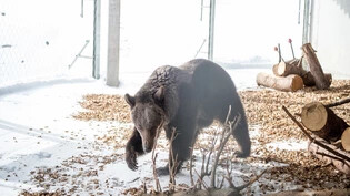 Bären in der Winterruhe: Sie senken ihre Körpertemperatur von 37,5 Grad auf 34 Grad, um Energie zu sparen.