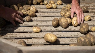 Gefährdete Produktion? Den Schweizer Kartoffelbauern machen Schädlinge zu schaffen.