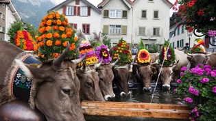 Ein wahres Spektakel: Farbenprächtig geschmückte Kühe werden am kommenden Wochenende wieder in ihre Heimat zurückkehren.