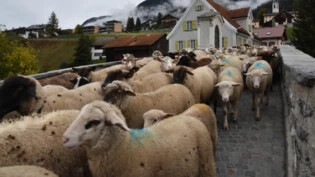 Schafschur: Rund 300 Schafe werden auf die Plazza Grava gebracht.
