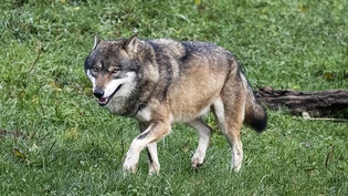 Als besonders betroffener Kanton: Wölfe sollen im Glarnerland auch in Jagdbanngebieten geschossen werden.