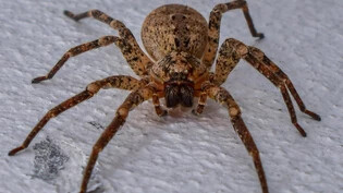 Wärmeliebende Spinnenarten wie die Kräuseljagdspinne, auch Nosferatu-Spinne genannt, verkriechen sich in den Häusern.