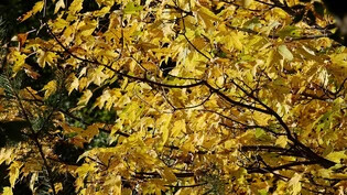 Goldene Herbststimmung: Wenn das Laub sich zu verfärben beginnt und das Licht sich verändert.