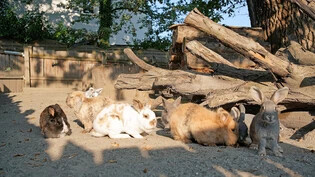 Artgerecht: Im Kinderzoo dürfen die insgesamt acht Kaninchen von drei Schweizer Rassen in einem vielfältig strukturierten Gehege leben.