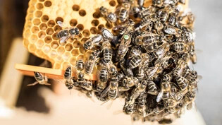 Fast alle Völker betroffen: Die Varroamilbe wurde vor rund 30 Jahren in die Schweiz eingeschleppt und hat seither die meisten Honigbienen befallen.