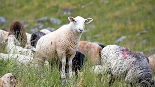 Bestossung abnehmend: Heute weiden rund 9400 Schafe weniger auf Bündner Alpen als vor 20 Jahren. 