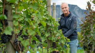 Trotz schwieriger Wetterbedingungen: Walter Fromm, Bündner Rebbaukommissär, ist zufrieden mit der Qualität des Bündner Weins. 