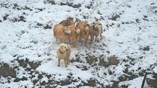 24 Stunden auf sich gestellt: Im ersten Teil der Einsatzbereitschaftsprüfung wacht Junghund Balu einen Tag und eine Nacht auf der Alp Mädems oberhalb Mels über seine fünf Schafe. Die Weide ist absichtlich nicht umzäunt. 