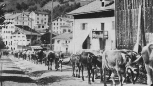 1895: Alpabzug durch Klosters. 