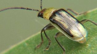 Gefürchteter Schädling: Dieser kleine Käfer kann ganze Maisfelder zerstören.