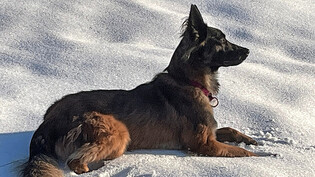 Naira posiert im Schnee. Leider existiert kein Bild von ihrer neuen Aufgabe als Schlittenhund. Doch sowie wieder genügend Schnee liegt, wird weitergeübt, und dann sollte auch ein Foto entstehen. 
