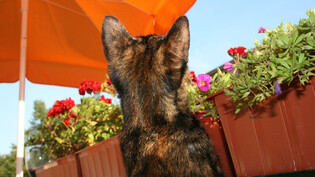 Der Sommer ist da, und Mensch wie Tier kann die Sonne geniessen. Man kann das, wie diese Katze, auf dem Balkon oder im eigenen Garten machen. Wir haben die Tipps dazu.
