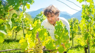 Guter Wein am falschen Ort: Conradin von Planta bei der Ernte der Riesling-Silvaner-Trauben auf dem Gut Canova im Domleschg, wo kommerzieller Weinbau verboten ist.
