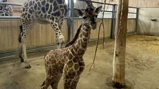 Einfach nur Jöö: Am 20. Februar brachte die Giraffendame Ella ein Baby zur Welt.