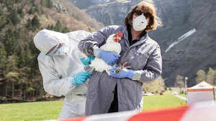 Vor dem Einsatz kommt die Probe: Die amtliche Tierärztin Tanja Albertin führt vor, wie man ein Huhn auf Vogelgrippe testet, ohne den Virus weiterzuverbreiten. 