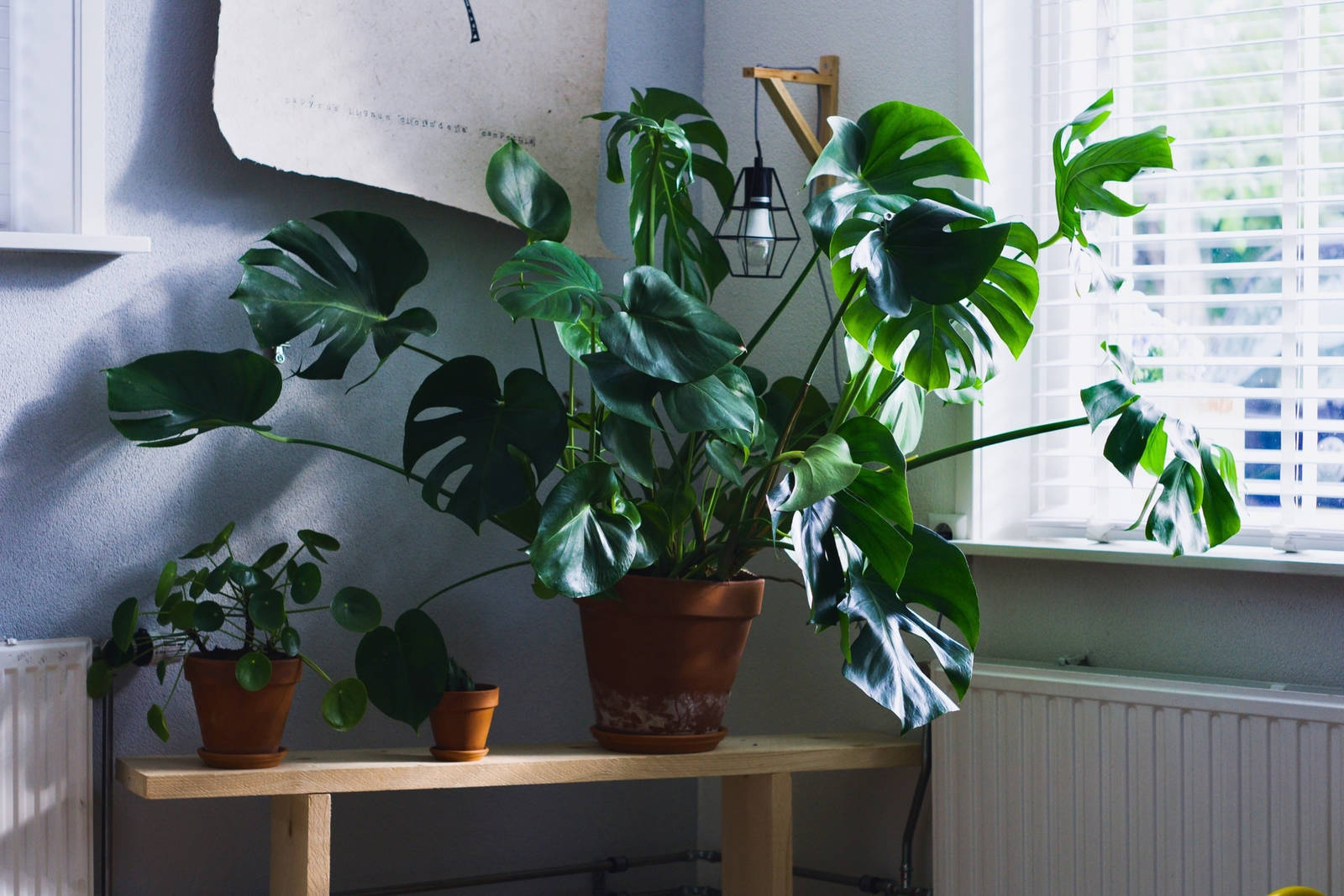 Nützliche Dekoration: Zimmerpflanzen verbessern das Raumklima.