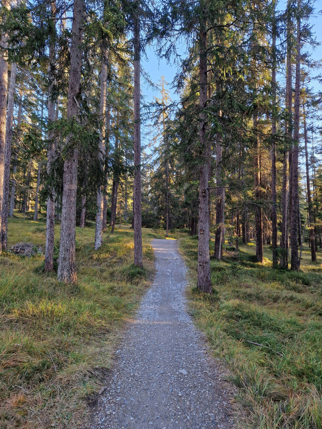 Umgeben von Bäumen: Stück um Stück führt der Weg durch den Wald von Lenz. 