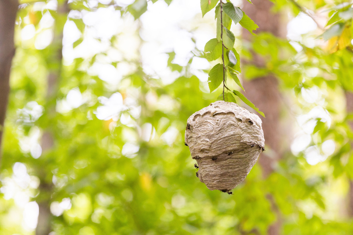 Wespennest mitten in der Natur: Stört das Nest nicht, sollte es der Natur zuliebe dort bleiben, wo es ist.