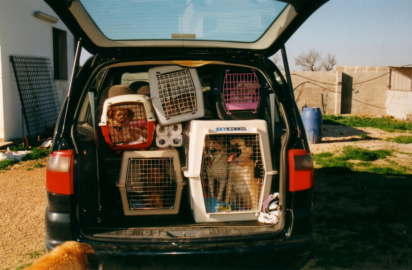 Ferien mit den Vierbeinern: Eine hundegerechte Einrichtung im Auto ist wichtig. Diese ist im Bild nicht der Fall. Bei hohen Temperaturen sollten Hunde nicht im heissen Auto warten müssen.