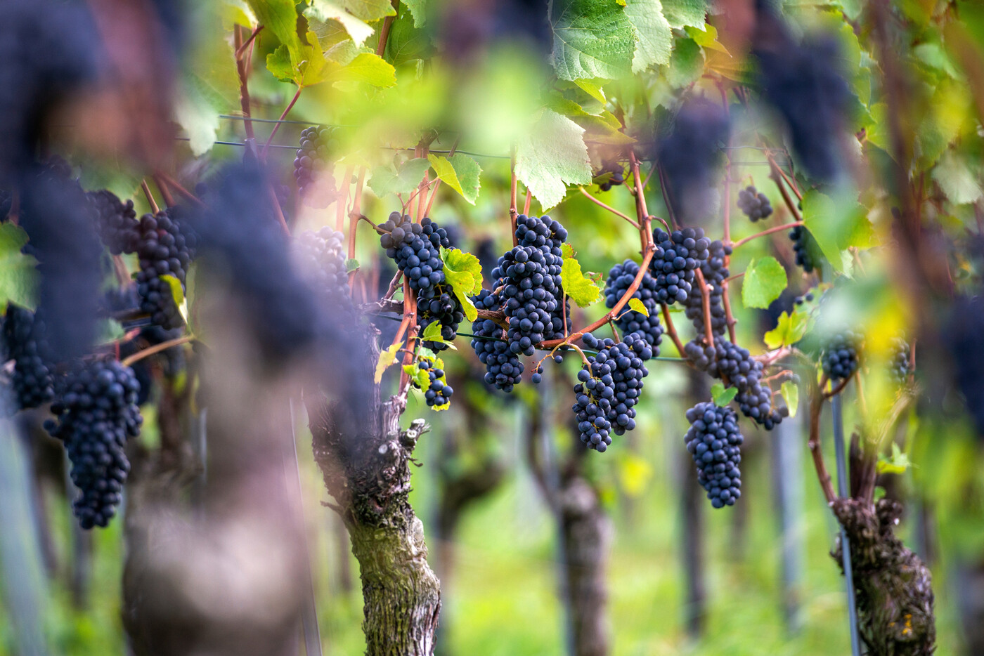 Die Weintraube: Bodenbeschaffenheit, Klima und Topografie spielen für die Weinernte eine wichtige Rolle. Ein weiterer Faktor ist das Wetter, welches ebenfalls grossen Einfluss auf einen guten Jahrgang hat.
