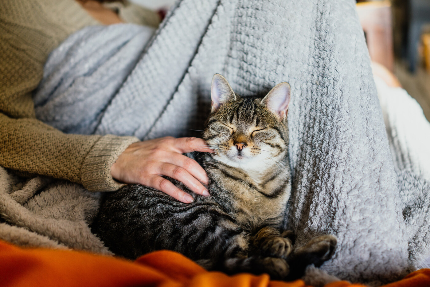 Alles ist entspannt: Um den unangenehmen Notfall zu vermeiden, helfen vorbeugende Massnahmen. Auch für Katzen gibt es Adressanhänger oder Tracker, die an einem Halsband befestigt werden können.